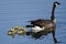 Three Adorable Little Goslings Swimming Behind Mom