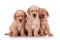 Three adorable little labrador retriever