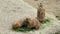 Three adorable Prairie Dogs on rock eating grass standing up one by one