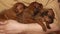 Three adorable puppies are sleeping in the arms of the owner. Love for pets