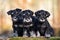 Three adorable schnauzer puppies