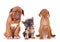 Three adorable sleepy puppies sitting on white background