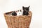 Three adorable timid black and white kitten with blue eyes in wooden basket isolated