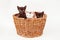 Three adorable timid black and white kitten with blue eyes in wooden basket isolated