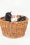 Three adorable timid black and white kitten with blue eyes in wooden basket isolated