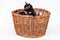 Three adorable timid black and white kitten with blue eyes in wooden basket isolated