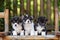 Three adorable welsh corgi puppies