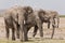 Three adult African Elephants in Amboseli, Kenya