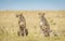 Three adult cheetah males sitting in grass one of cheetah showing teeth in Masai Mara Kenya