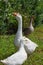 Three adult geese