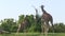 Three adult giraffes and a baby giraffe hang out in a grassy area