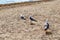 Three adult great black-backed gulls on the sandy-shell beach of the Black Sea in the Zaliznyi port Kherson region, Ukraine.