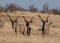 Three adult kudu bulls