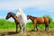 Three adult mares are standing on the pasture in sunny weather