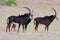 Three Adult Sable antelopes standing on the dry plains in Hwange National Park