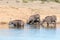 Three African Buffaloes drinking