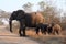 Three african elephants