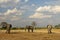 Three African Elephants, Botswana