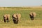 Three African Elephants leaving the marsh land of Amboseli in Kenya