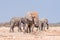 Three african elephants at the Rateldraf waterhole