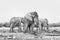 Three african elephants at the Rateldraf waterhole. Monochrome p