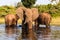 Three African elephants stand in river in Chobe National Park, Botswana