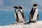Three African (Jackass) Penguins