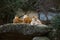 Three African lionesses of red color rest on a stone in a zoo of the city of Basel in Switzerland in winter in cloudy weather