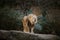 Three African lionesses of red color rest on a stone in a zoo of the city of Basel in Switzerland in winter in cloudy weather