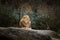 Three African lionesses of red color rest on a stone in a zoo of the city of Basel in Switzerland in winter in cloudy weather