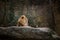 Three African lionesses of red color rest on a stone in a zoo of the city of Basel in Switzerland in winter in cloudy weather