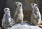 Three african meerkats prairie rat squirrel