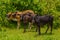 Three African Nguni bulls on pasture. Shot in Vergelegen estate area, Hottentots Holland Mountains, near Somerset West, Western