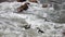 Three African penguin Spheniscus demersus on Boulders Beach near Cape Town South Africa swiming in ocean water foam