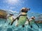 Three african penguins swimming