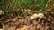 Three agaricus mushrooms on a autumn leaves bed