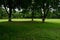 Three aged trees on lawn before woods in sunny summer