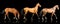 Three akhal-teke horses isolated on black