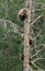 Three Alaskan brown bear cubs