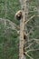 Three Alaskan brown bear cubs