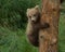 Three Alaskan brown bear cubs