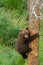 Three Alaskan brown bear cubs