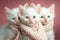 Three albino cats with a pink background Generative AI