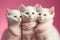 Three albino cats with a pink background Generative AI