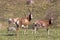 Three Alert Blesbok Standing on Dry Winter Grassland Landscape