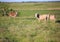 Three alert donkeys