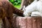 Three alpacas eating food in a food feeder in a zoo