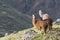 Three Alpacas on Mountain in Peru