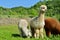 Three alpacas standing in a meadow of a farm.