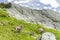 Three Alpine goats on the rocks, mount Bianco, mount Blanc, Alps, Italy